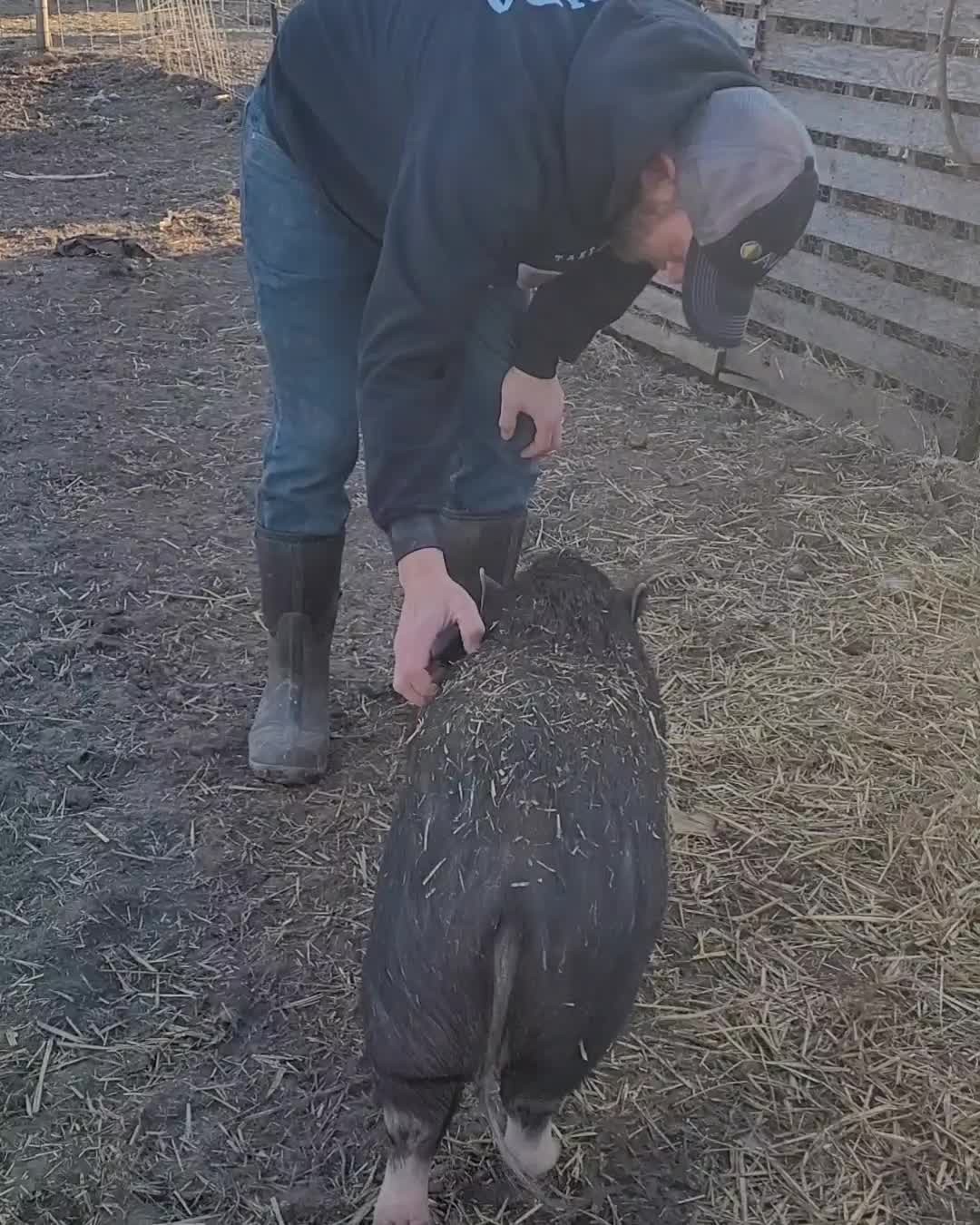 Let's talk pig behavior! Understanding their behavior and natural ...