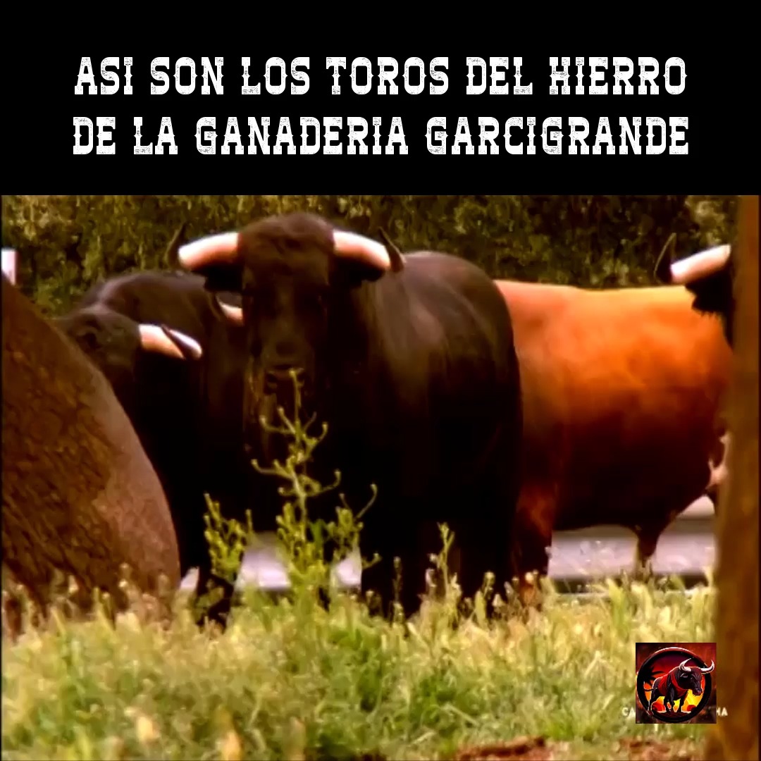 as-son-los-toros-del-hierro-de-la-ganader-a-garcigrande-en-este