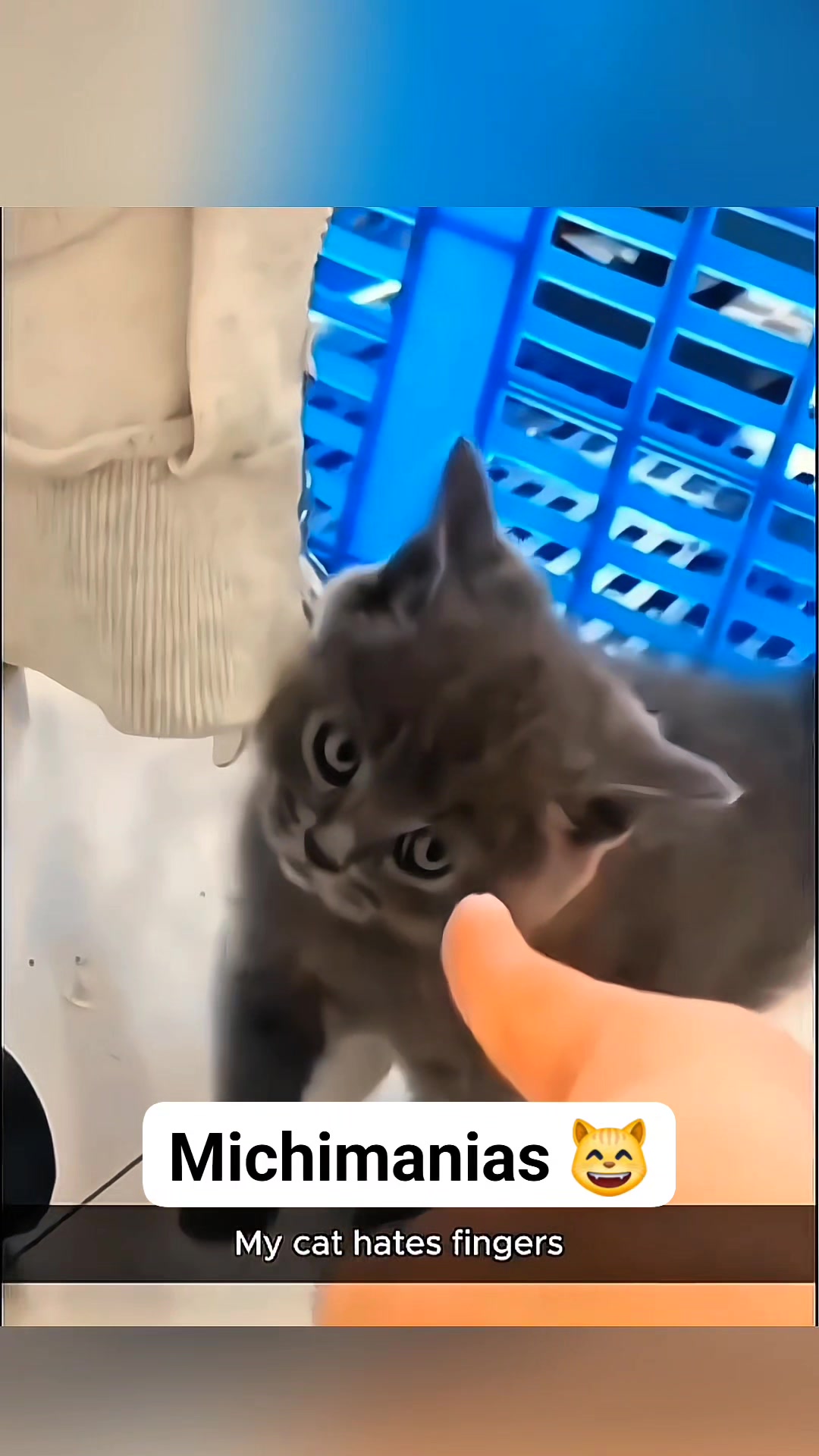 Esooo 👏😸😸😸 #random #cat #viral #animals #parati #fyp | michimanias ...