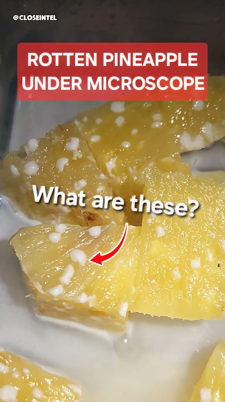 Rotten Pineapple Chunks Under Microscope 🍍🔬 | Closeintel | Facebook