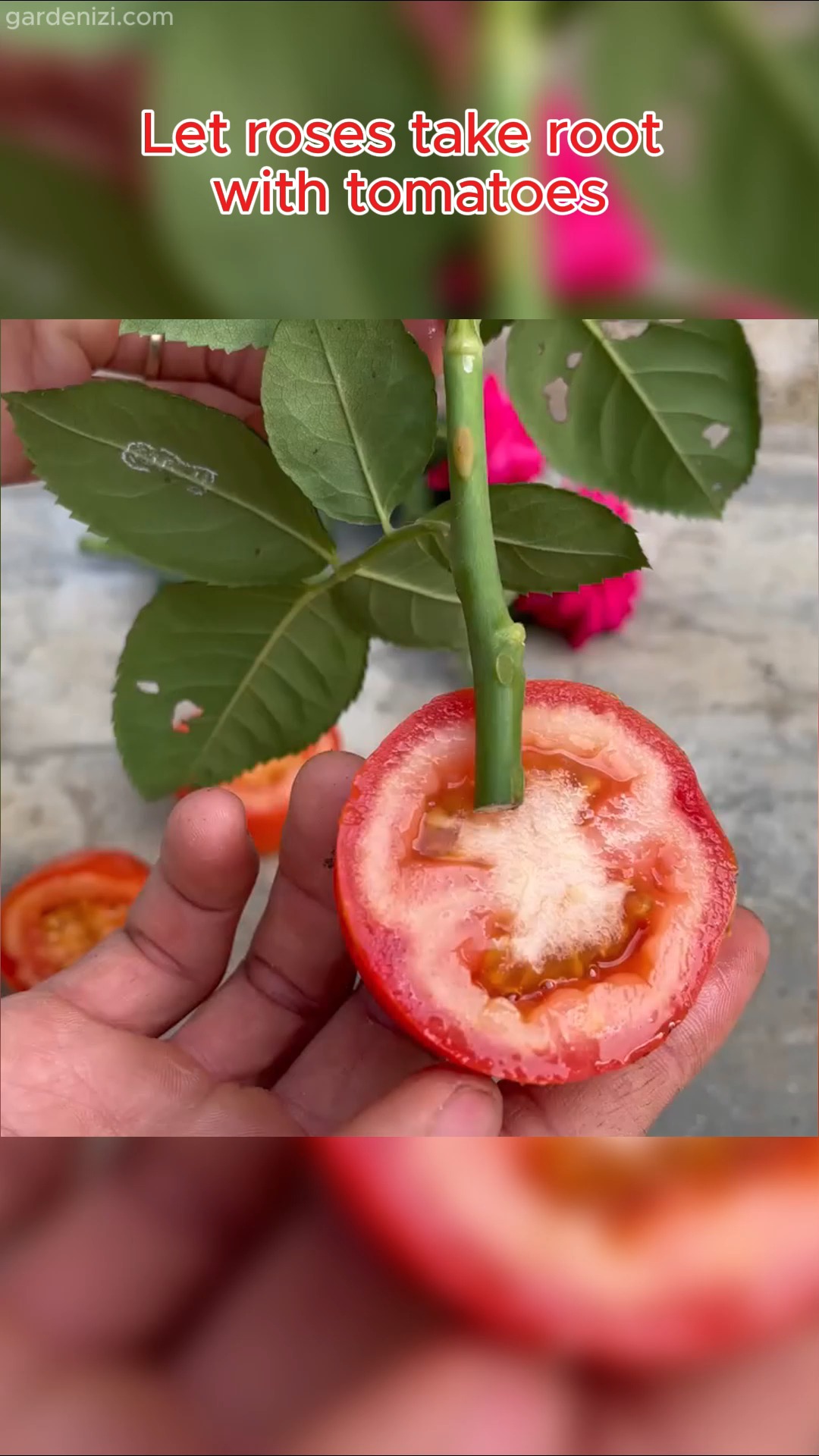 Discover the secret to lush roses: root them with tomatoes for strong ...