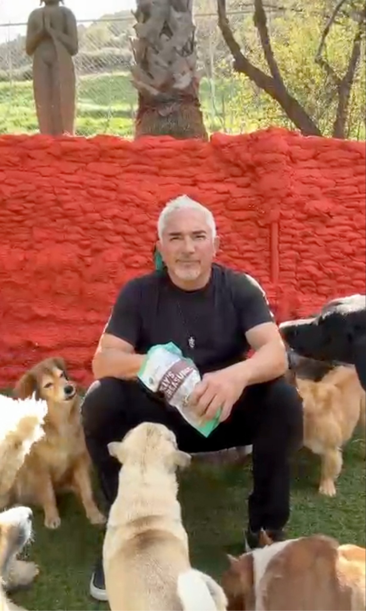 Curated visual reference: Visual Reference: Meet Our Boss Cesar Millan Dog Psychology Training And Real