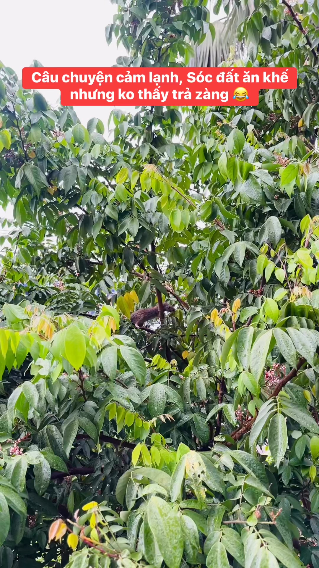 Có trả, nhưng ko phải màu zàng 😂 cảm lạnh loài 