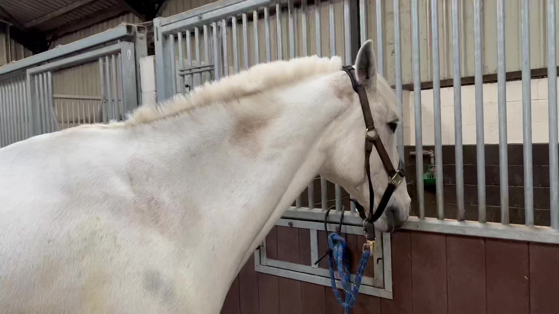 💈 ️Mane hogging for a horse that suffers from sweat itch AD | Gifted ...