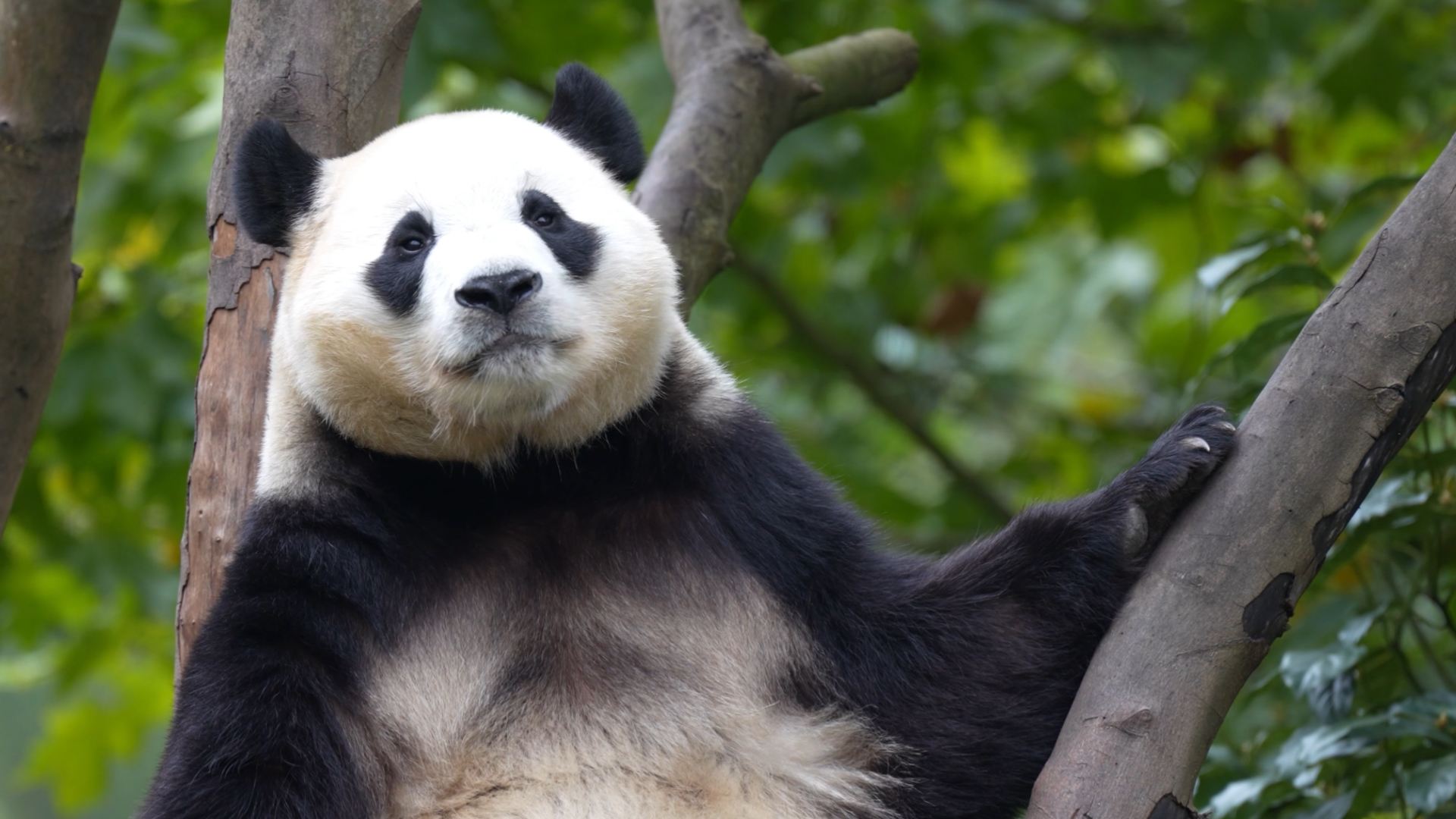 Panda shows you how to balance eating and sleeping. （Yun Dou） #funny # ...