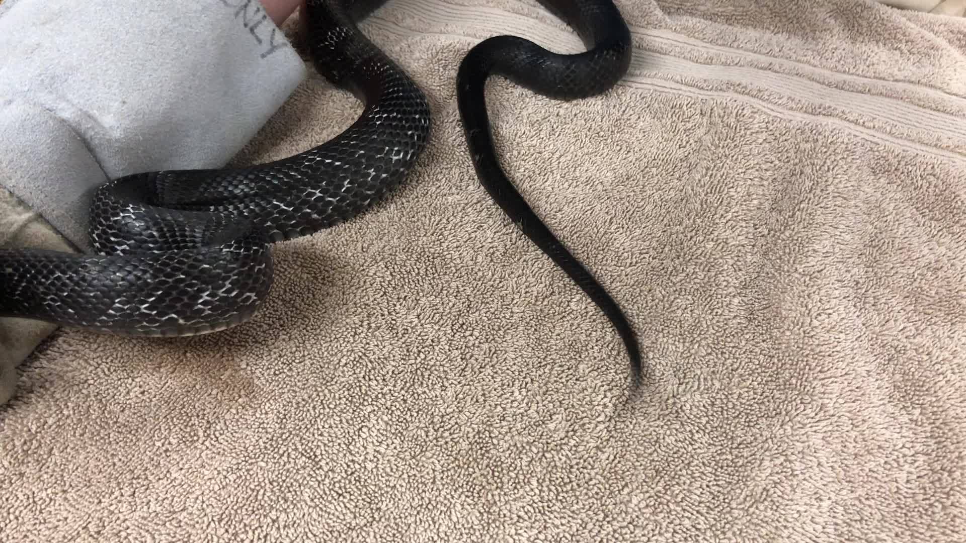 Rattling one’s tail is one way that snakes express their fear and make ...