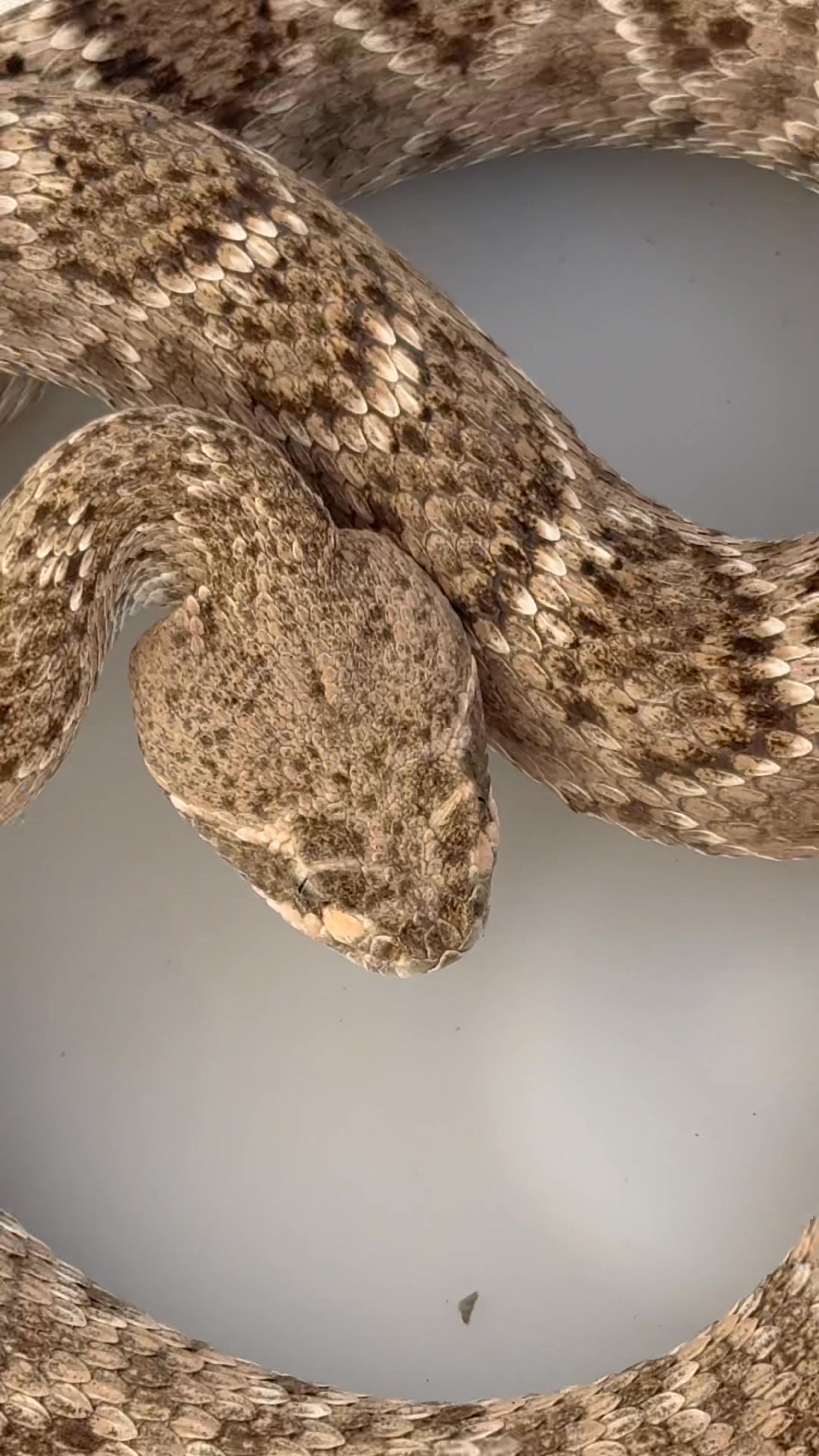 A quick release of a Western Diamondback Rattlesnake into a