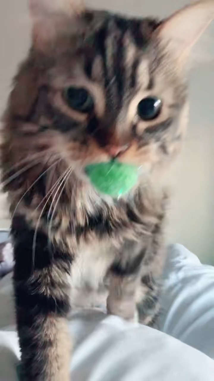 #fyp #cat #catsoftiktok #tiktokcats #birdie #cats # | Jenn and the ...