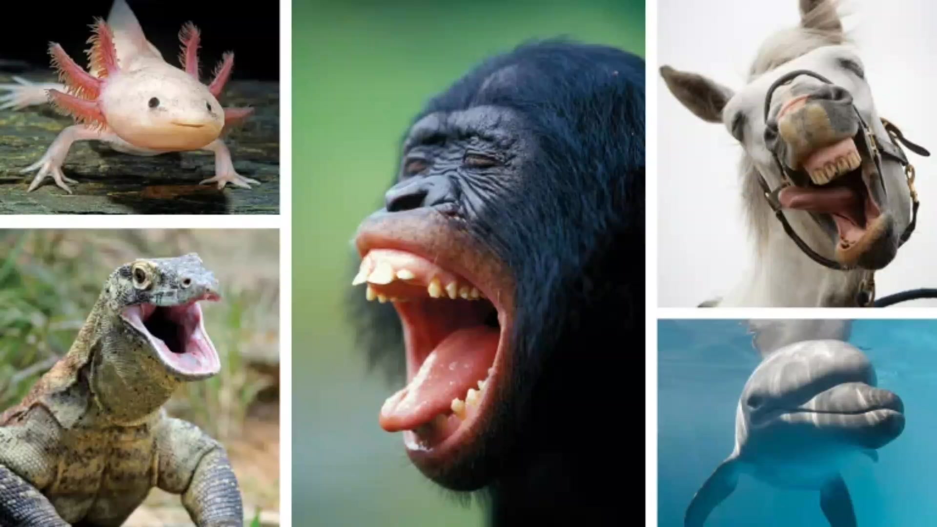Animals' Happiness: A wide array of animals experience happiness, joy ...