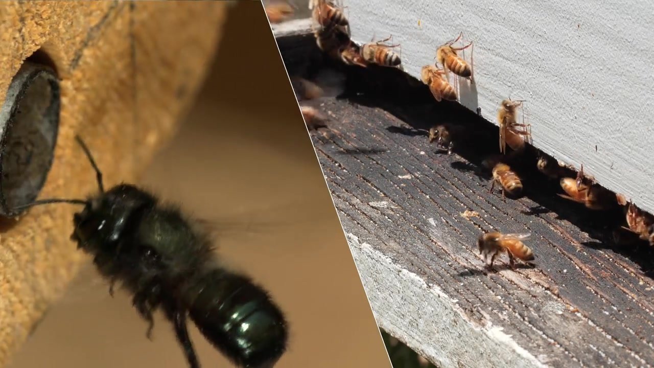A female blue orchard bee is a multitasking master | A female blue ...