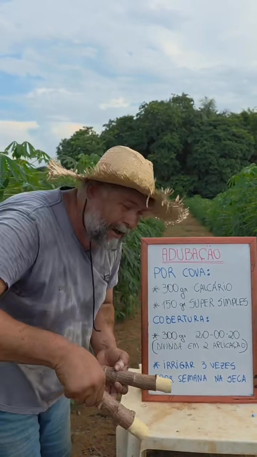 This technique of planting, fertilizing and managing cassava will ...