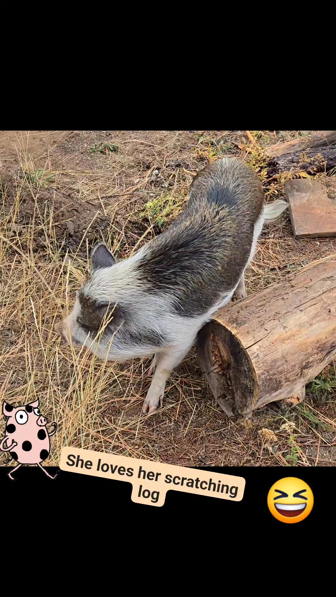 Pork chop always loves her special scratching log. #minipigs # ...