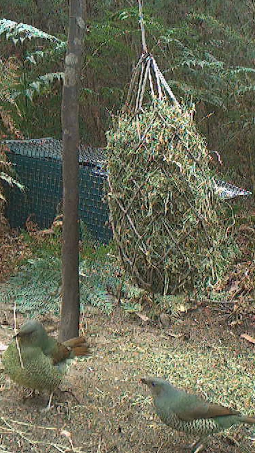 Have you ever seen a Satin Bowerbird courting a mate? 💞 🐦 You might ...