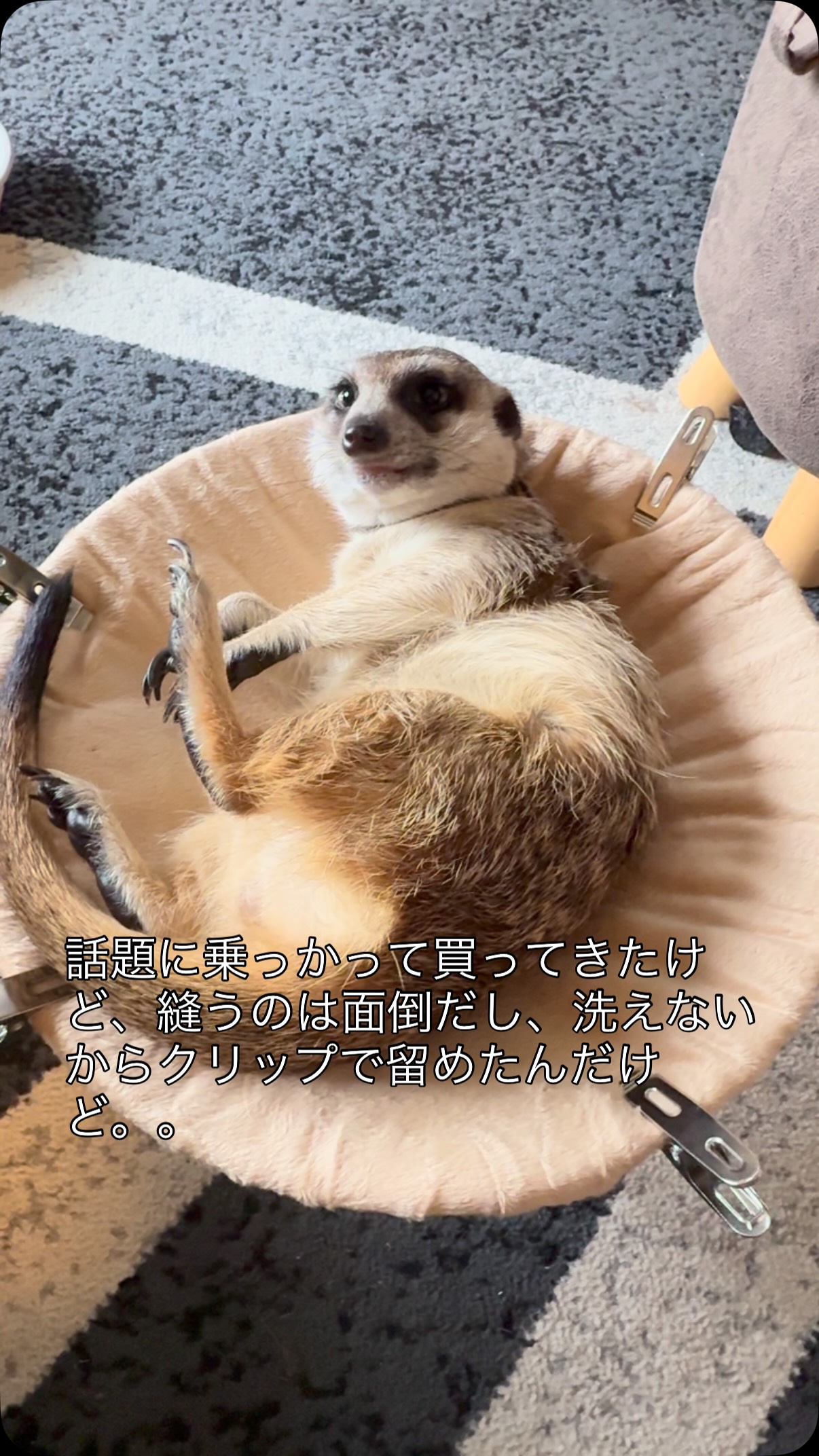 ミーアキャットのリアルなぬいぐるみが大集合❣️ どうやら1匹だけ様子