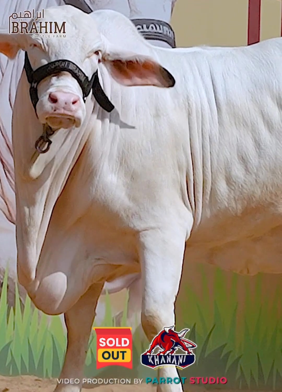 Alhamdulillah our beautiful Jodi now belongs to Khanani Cattle ️ Husan ...