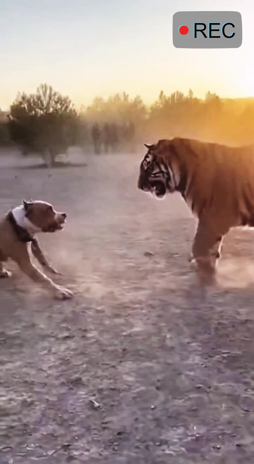 ⚔️🐾 The jungle meets the streets — a tiger and a pit bull in one fierce ...