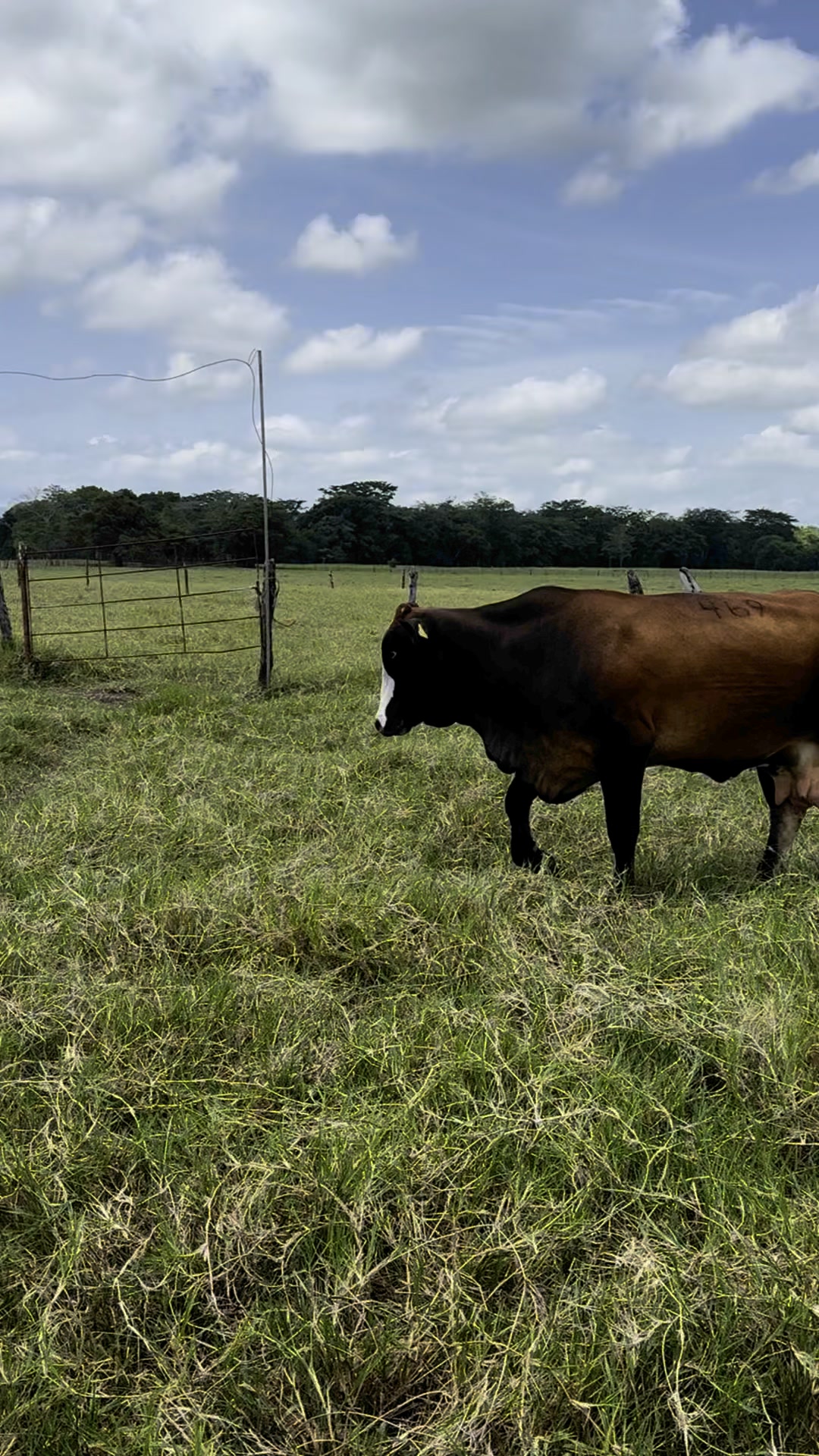 #simbrah #tropical #simmentalsimbrahmexicana | Rancho La Herradura RF ...