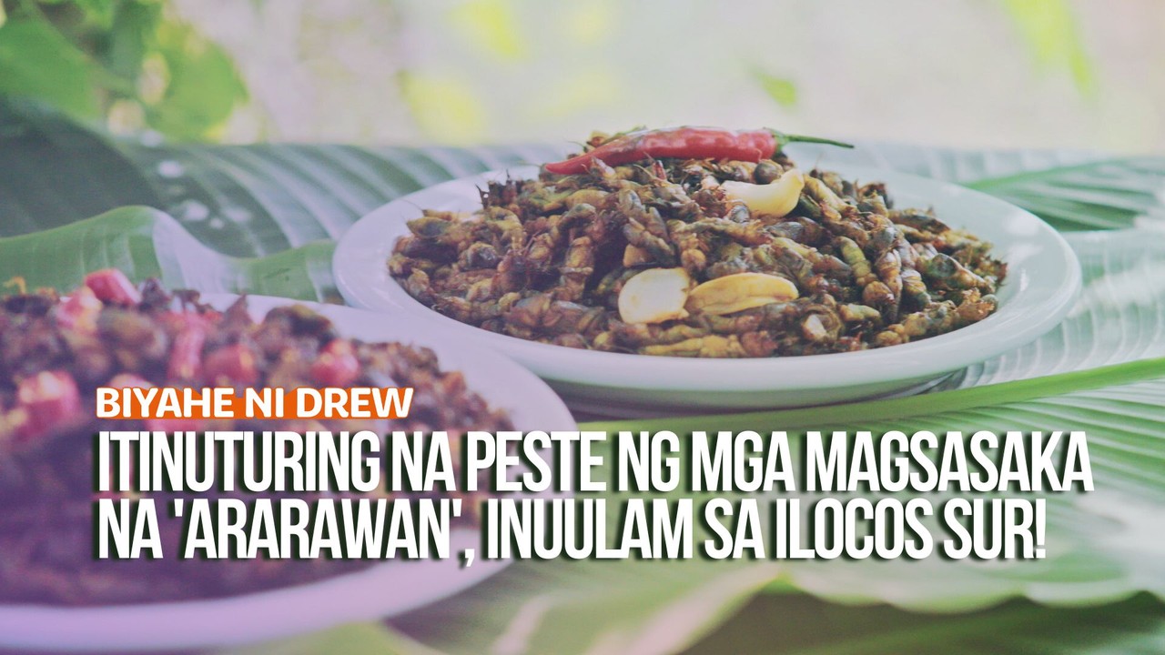 Sa Ilocos Sur, ang mga 'ararawan' o mole crickets na karaniwang peste ...