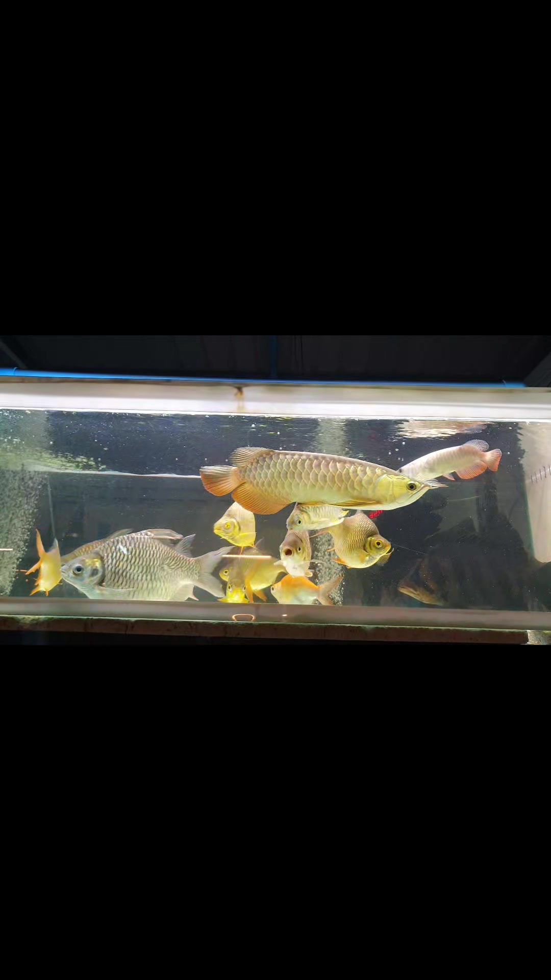 Natthakanya gold fish home | Samut Prakan