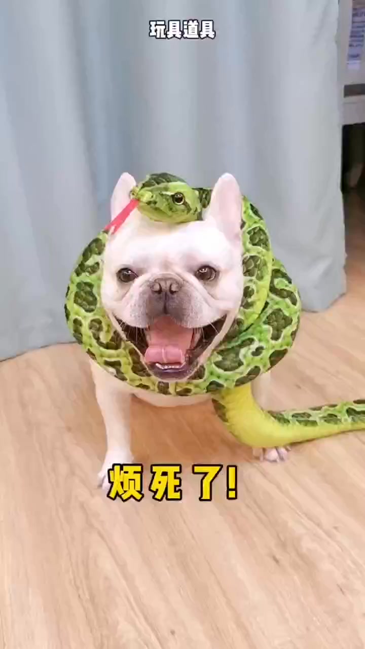 狗爪子敲地板的声音烦死了！今天必须“没收”它的指甲～😎 #法斗 #快手宠物天团 #萌宠好物 | 胖儿和小野 | Facebook