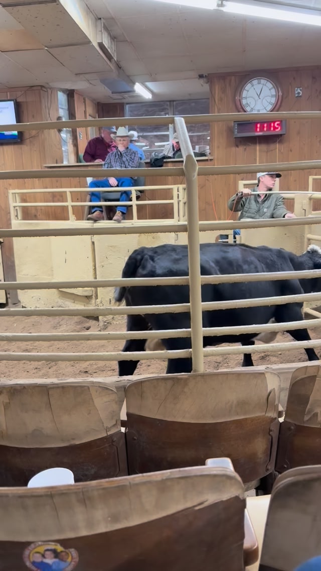 Packer cows selling today in #lexington #texas . Great sale barn and ...
