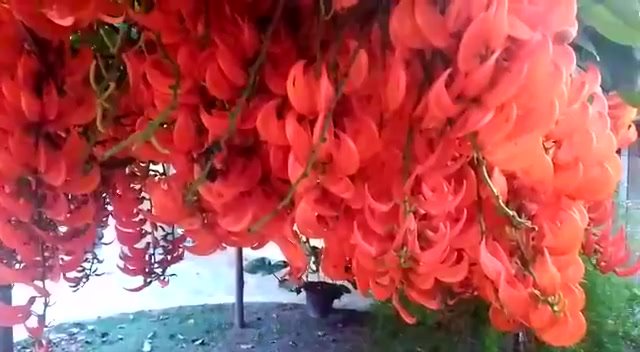 Bibit flame of irian merah api dan hijou toska. | Bandung