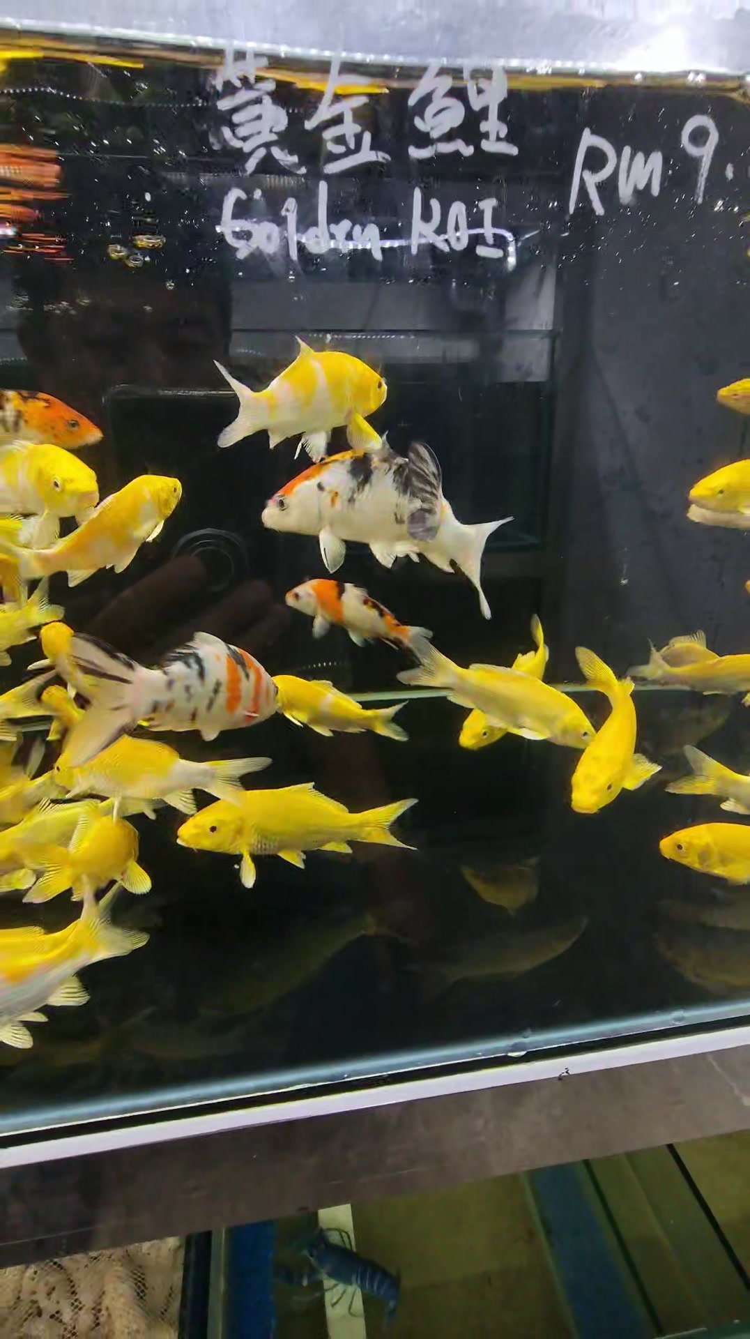 Mun Siang Aquarium & Pets Accessories 文祥水族与宠物用品 | Cameron Highlands