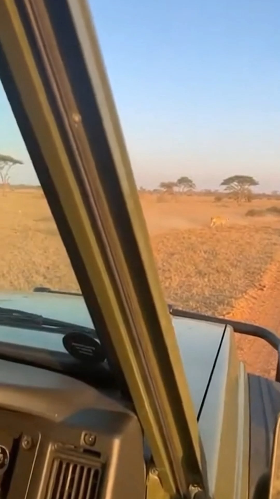 Lioness Takes Down Zebra Near Safari Vehicle Serengeti National Park ...