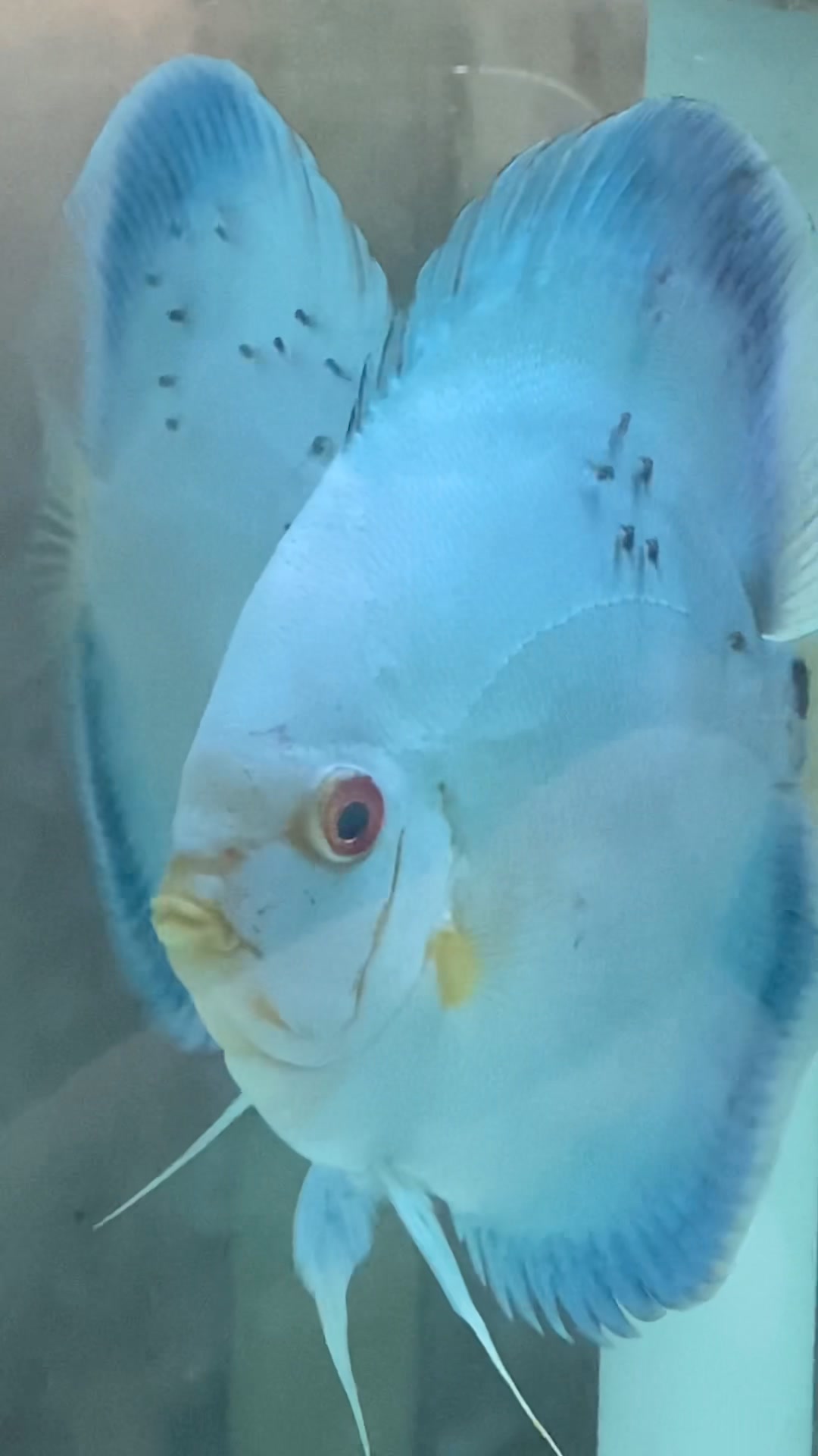 Al's discus fish