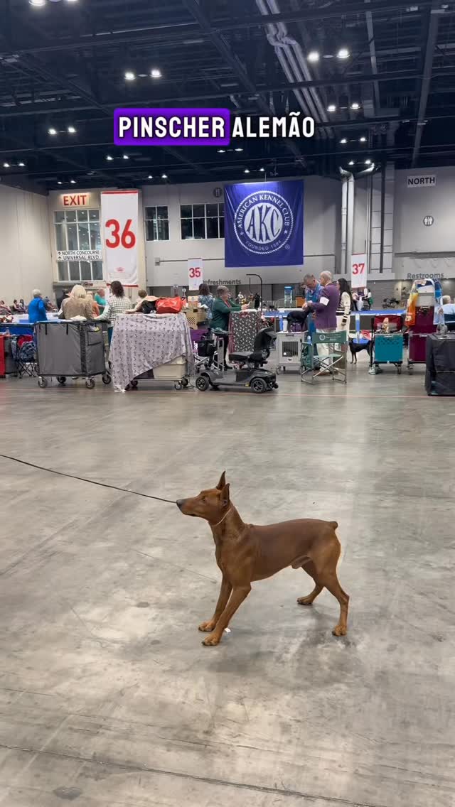 Pinscher Alemão ou German Pinscher, porque não temos no Brasil
