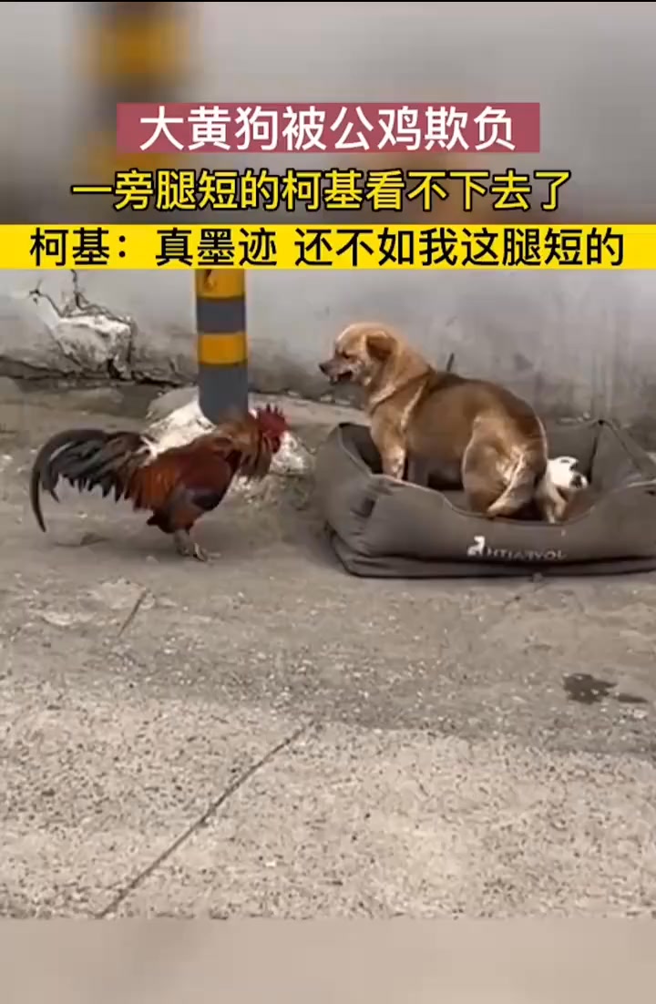 #狗 #公鸡 #柯基 #搞笑 大黄狗被公鸡欺负，一旁腿短的柯基看不下去了，柯基说真墨迹，还不如我腿短的！ | 李桂林 | Facebook