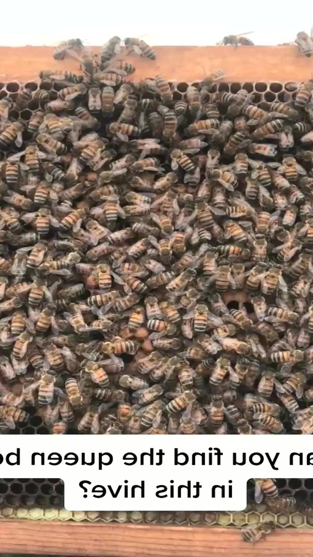 4_It’s that time of year again… when the male bees get kicked out of ...