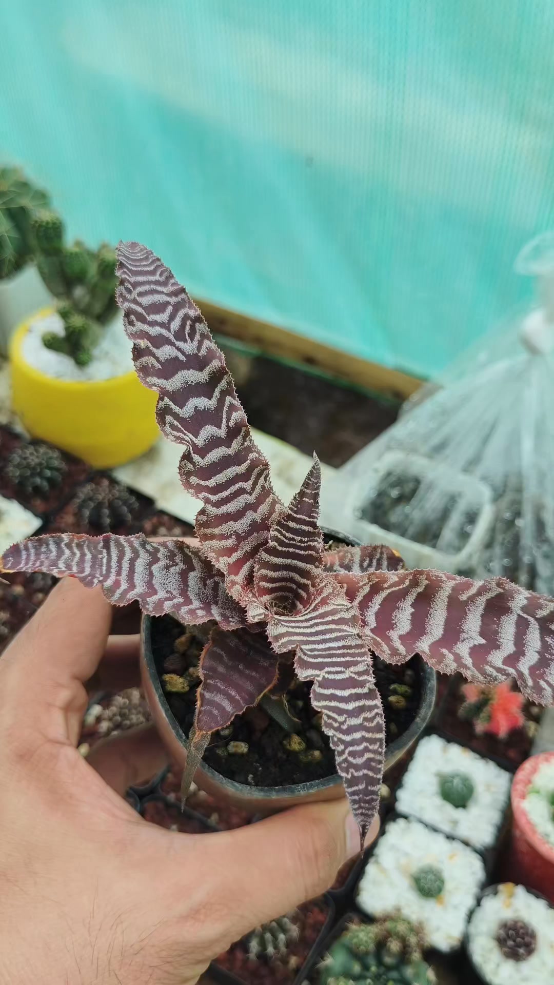 Cryptanthus 'Love Potion # 9' ready to bloom.