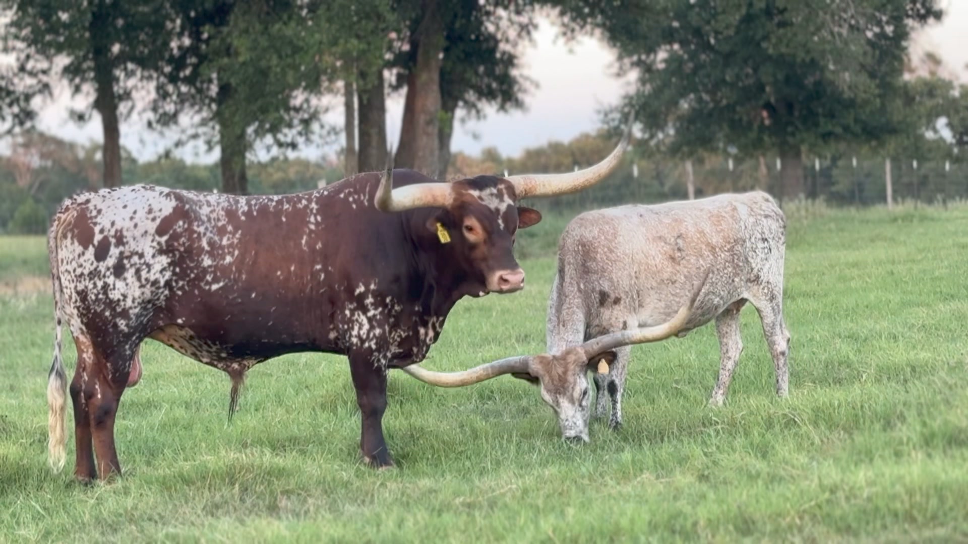 Comanche Rose Ranch | Groesbeck TX