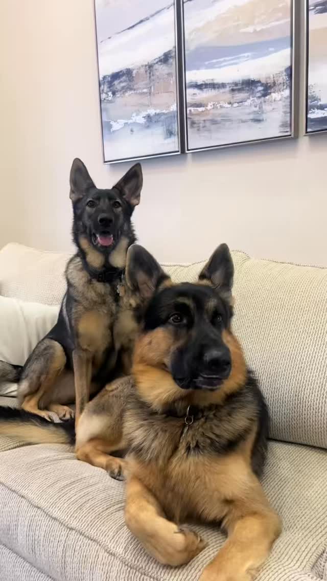 How true is this?! • • • • • #germanshepherd#germanshepherds#dogs# ...