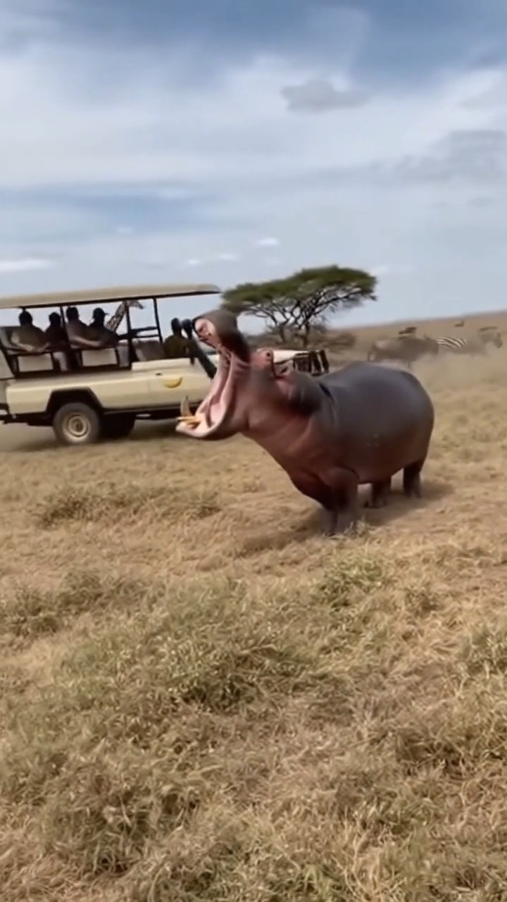 Just an 8K on a Massive Hippo XL😂