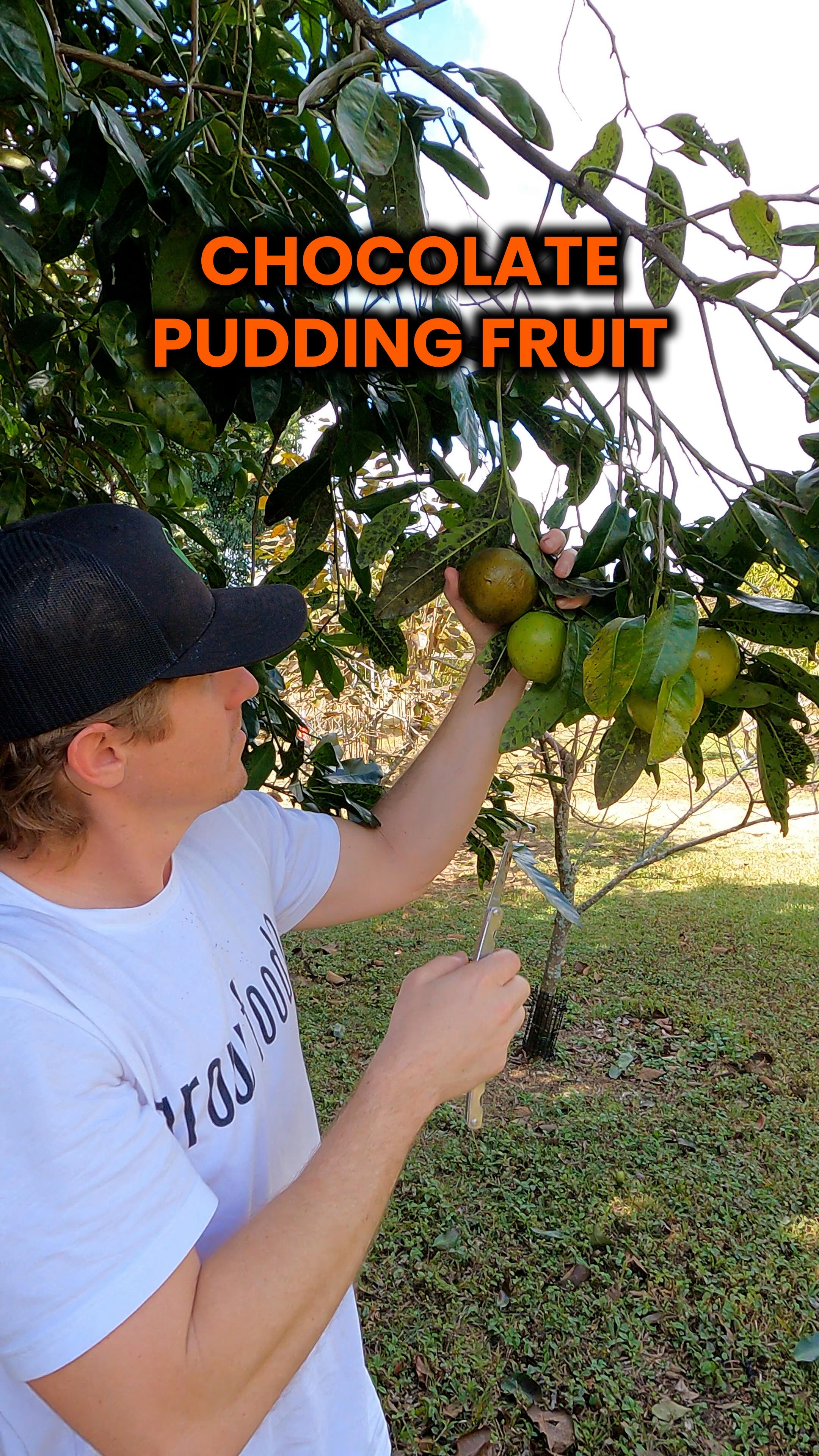Black Sapote looks rotten on the outside but tastes incredible on the ...