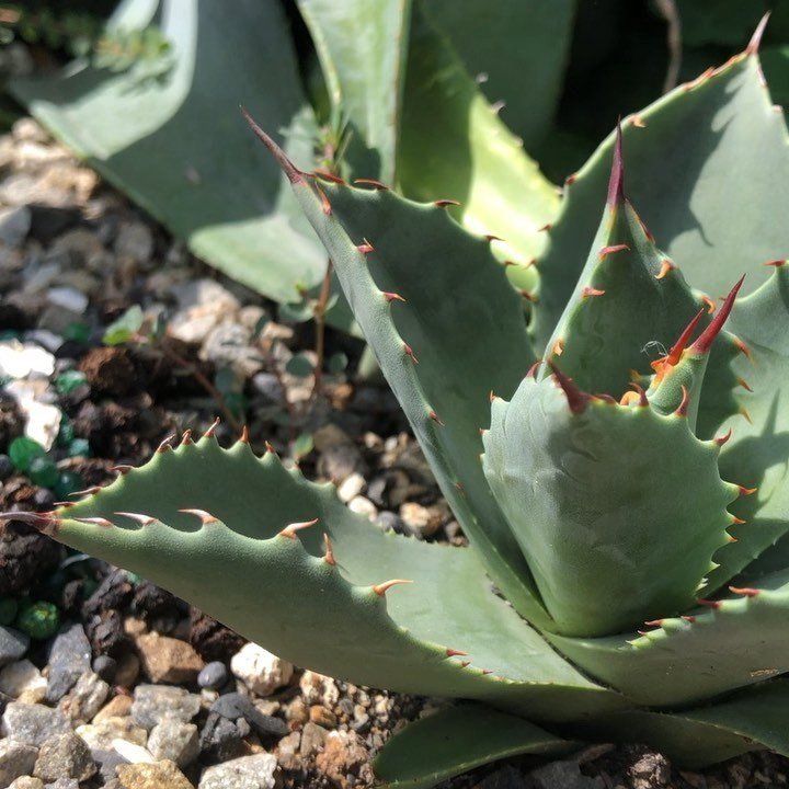 Agave 龍舌蘭- 甲妖---------------------- Agave isthmensis X