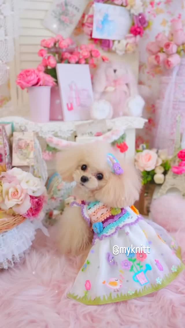 Myknitt Chihuahua Clothes (@MyknittChihuahuaClothes) • Facebook