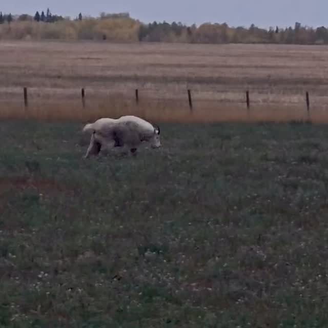 A MOUNTAIN GOAT BILLY IN THE FARMLAND! has anyone else seen him? He’s ...