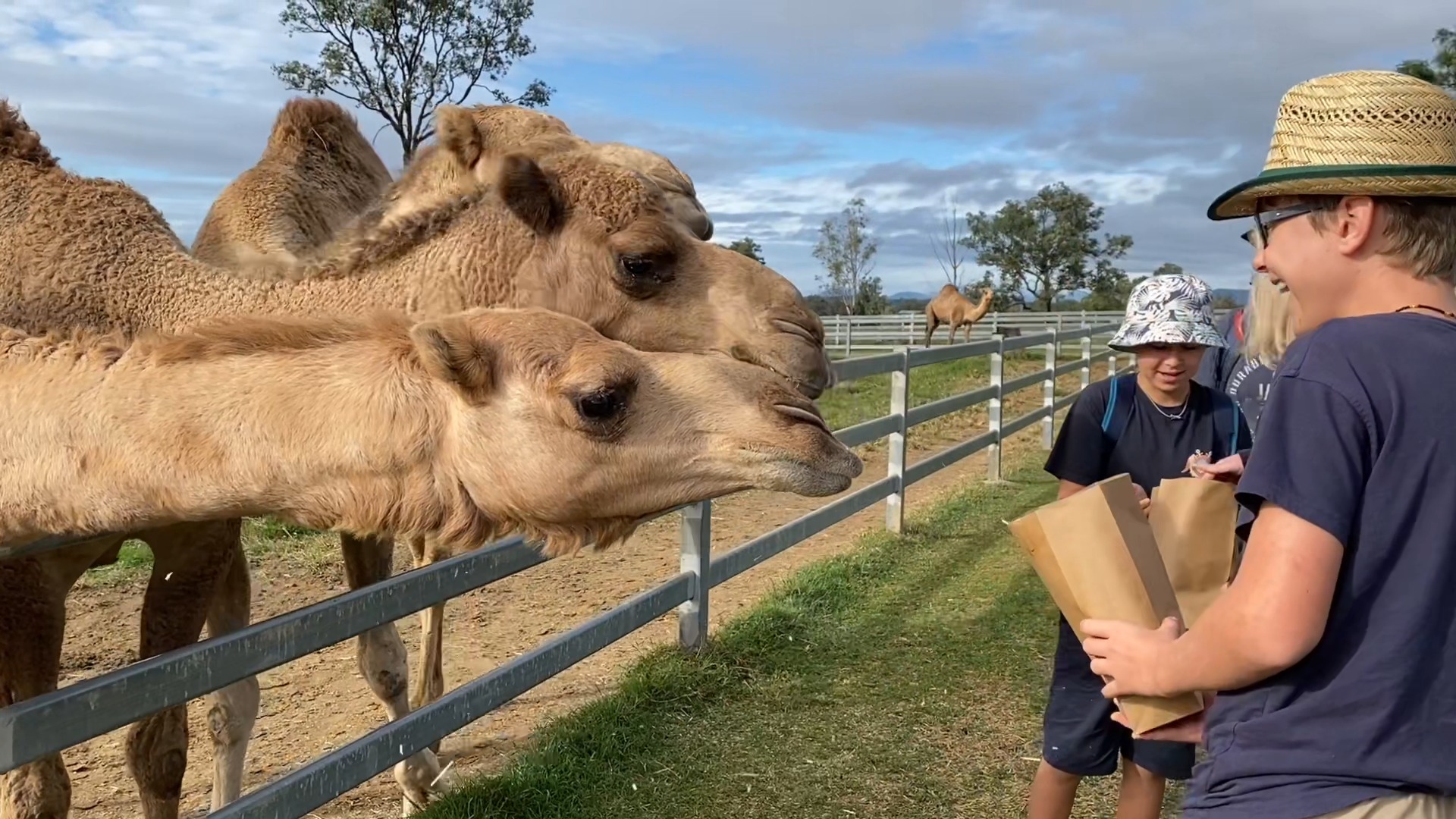 🌞🐪 We had an amazing day at Summerland Camel Farm exploring this unique ...