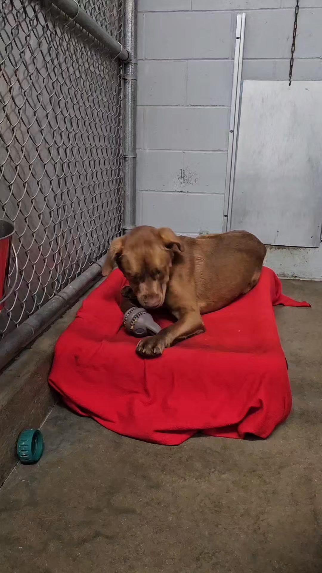 Why enrichment matters so much for shelter dogs 🐾 Life in a shelter is ...