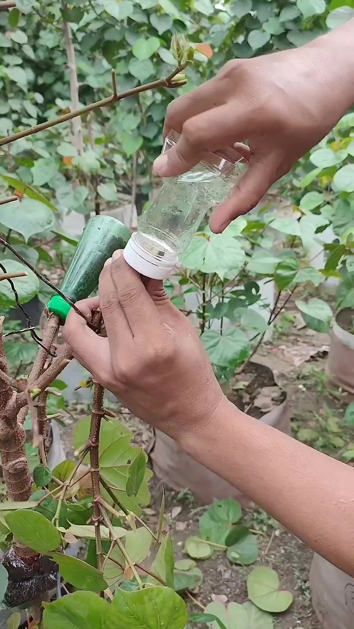 the easy way air layering for propagate plants 🌳 #fblifestyle # ...