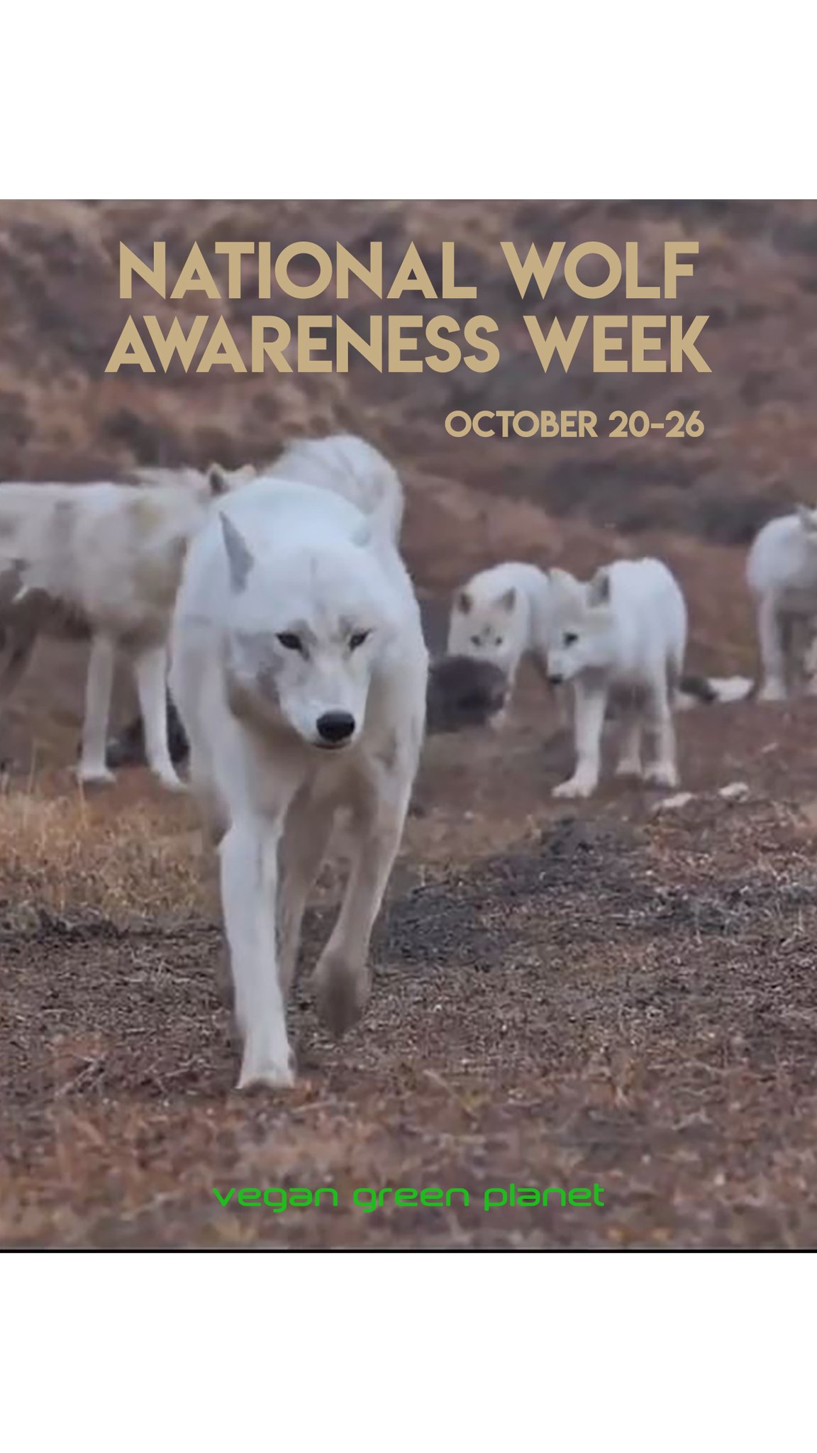 HAPPY WOLF AWARENESS WEEK! 🐺 💜 Wolves—Symbols of Freedom and Spirit ...