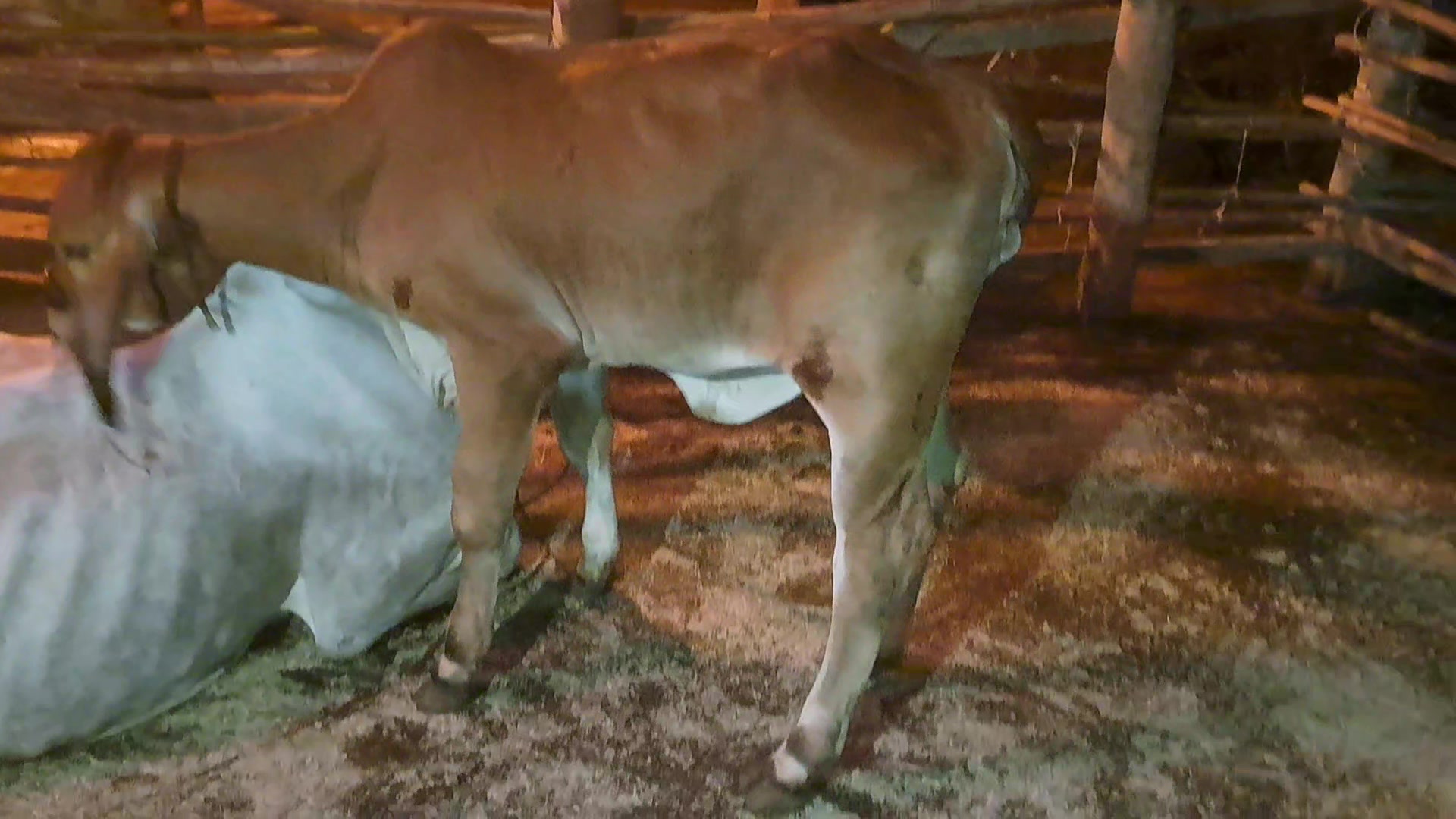 CM Brahman Farm | Chiang Mai