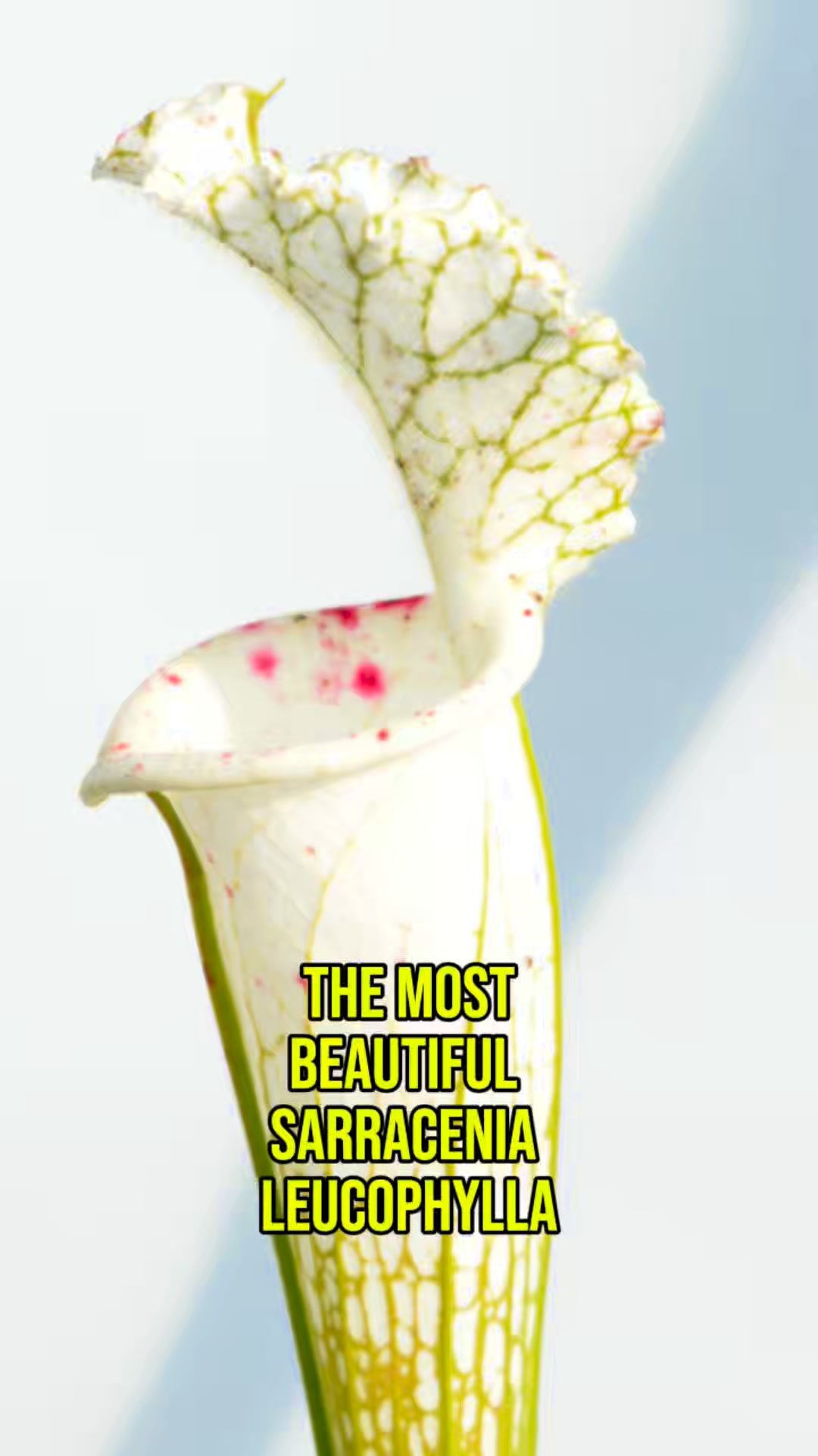 Sarracenia leucophylla “Hurricane Creek White Clone A x E #13” is