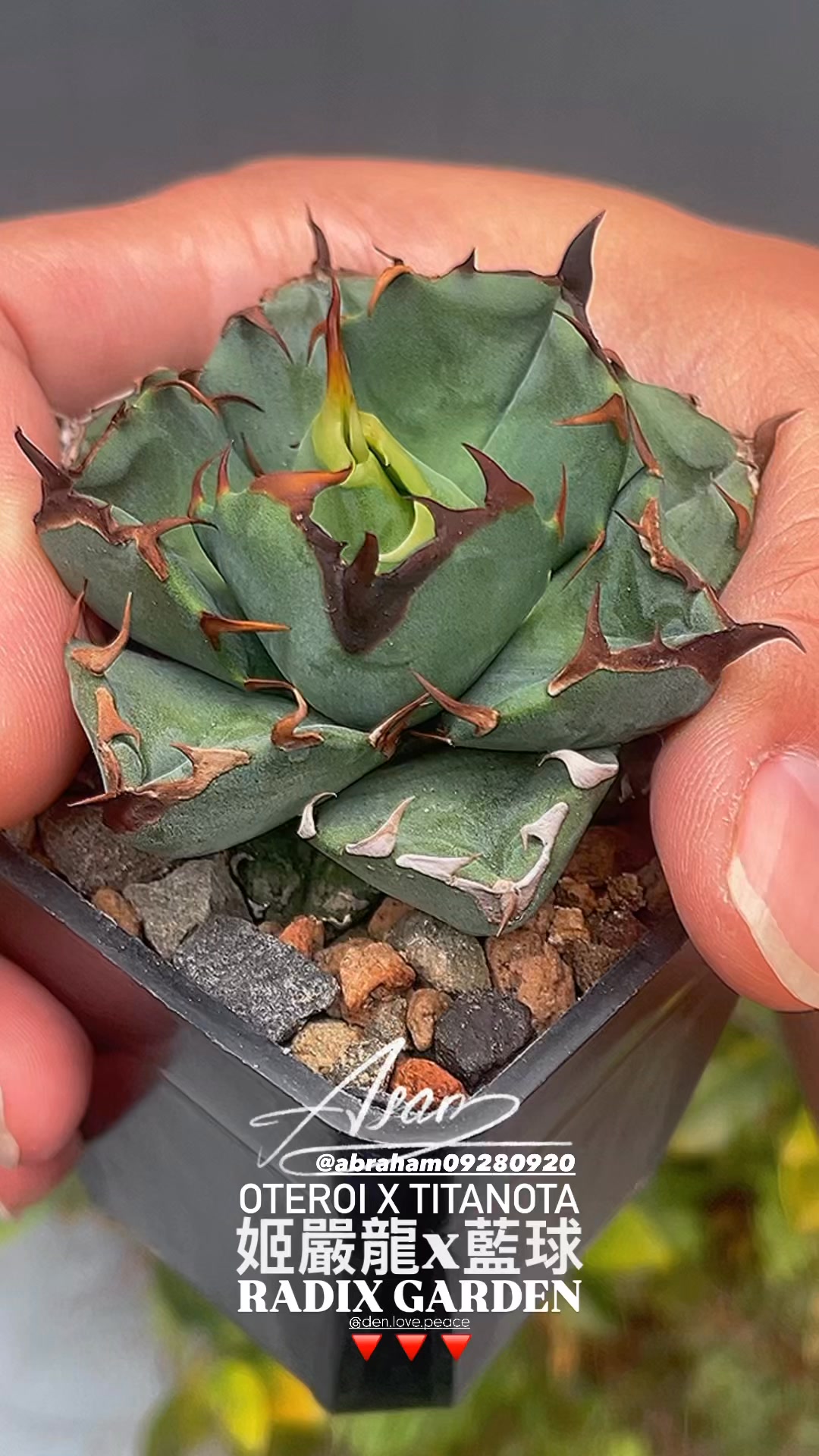 妖炎x武藏嚴龍seedling individual (1) Agave utahensis x (A