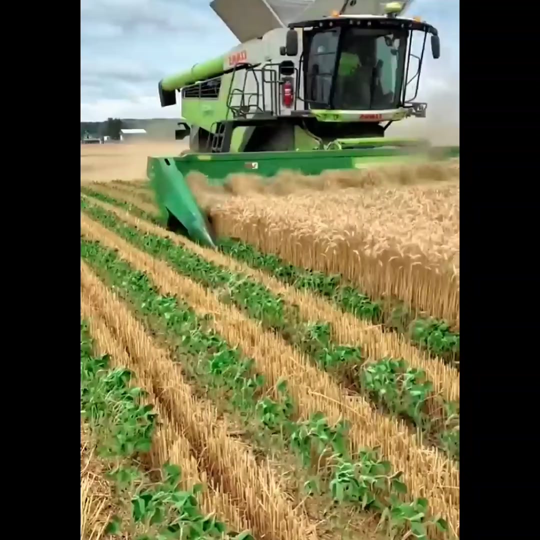 Powerful Manual Grain Harvester | Heavy-Duty Rotary Farming Machine in ...