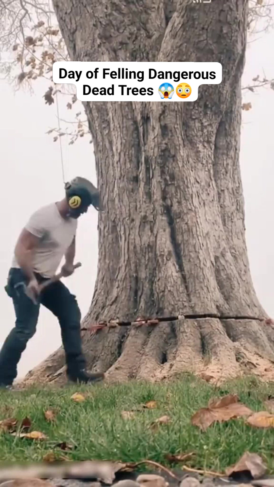 Day of Felling Dangerous Dead Trees 😱😳 #satisfying #tree #giant #asmr # ...