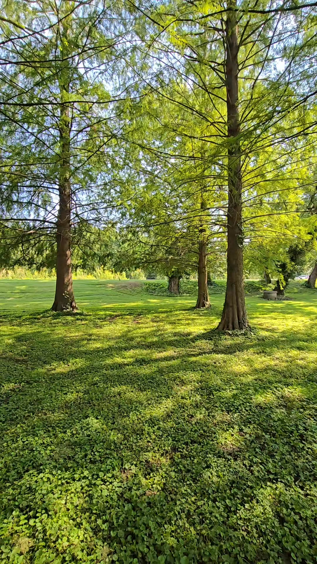 Sometimes we just need a moment to breath among the trees. Our park ...